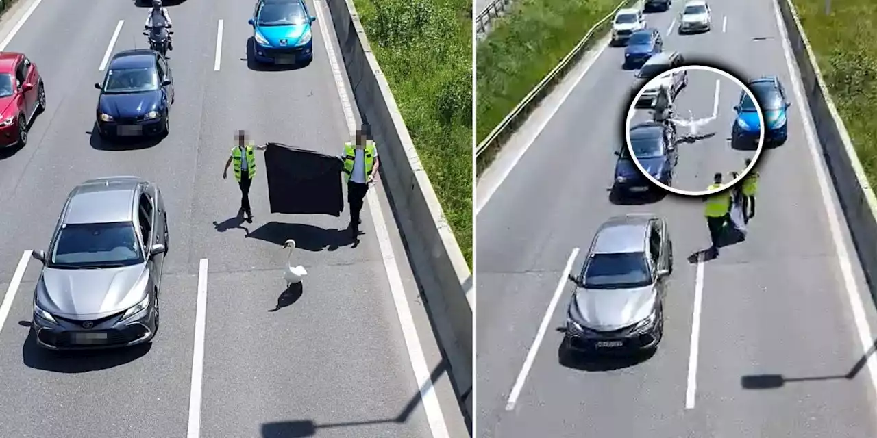 Nach Klebe-Protesten: 'Klima-Schwan' legt Autobahn lahm