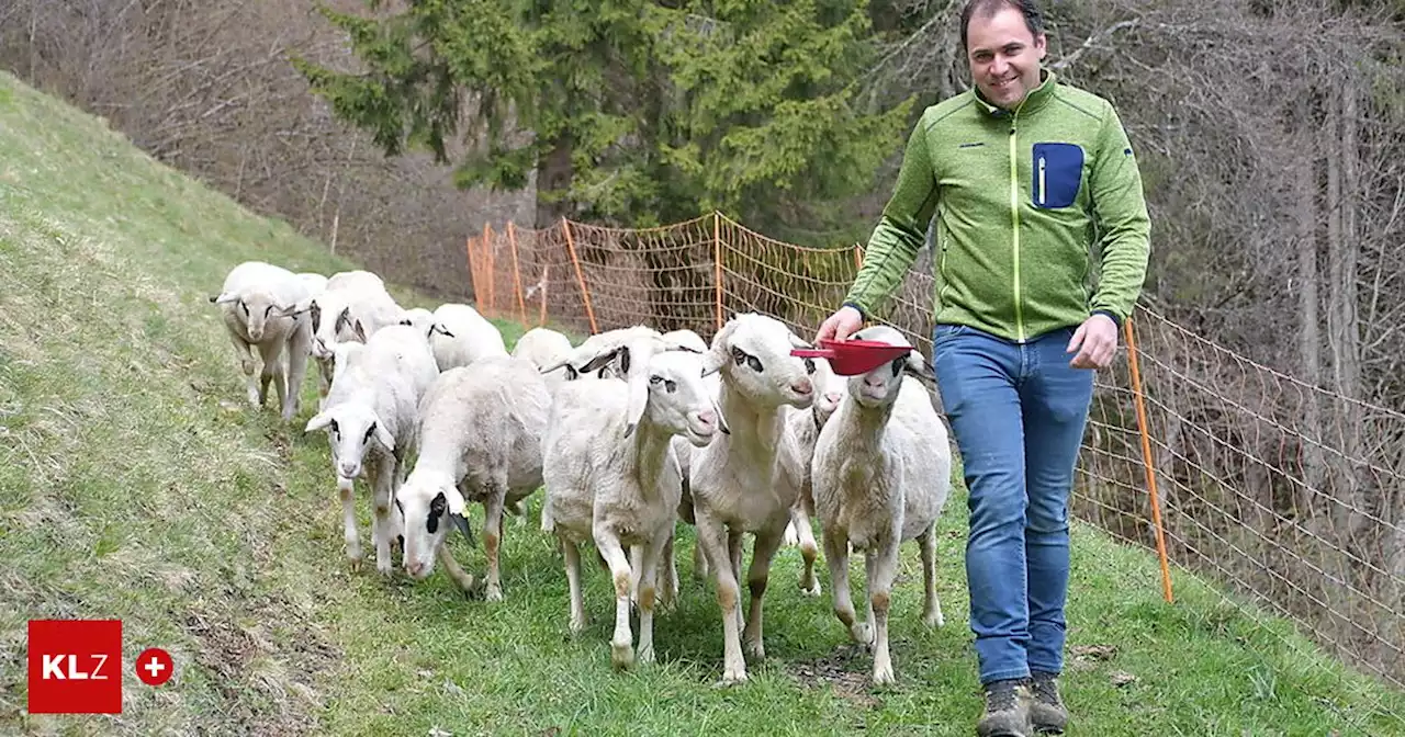 Angst vor dem Wolf: Droht in Kärnten neuerlich ein blutiger Sommer auf der Alm?