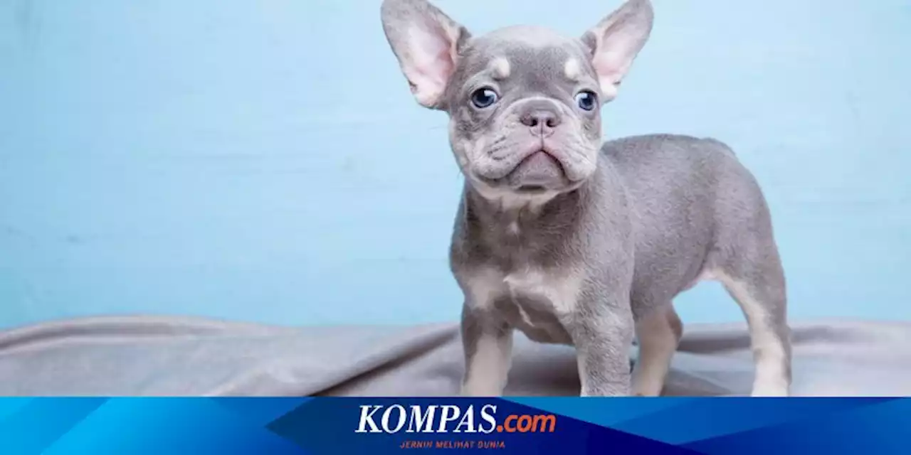 7 Ras Anjing Berbulu Biru yang Langka dan Mencuri Perhatian