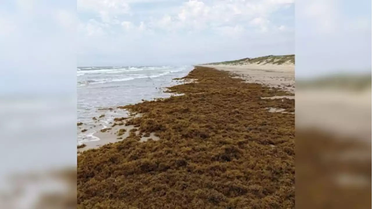 Padre Island National Seashore covered in seaweed, officials say it’s a good thing