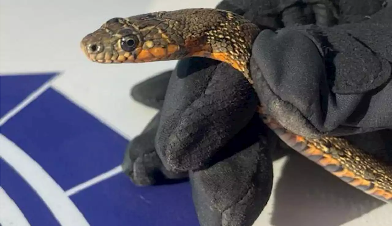 Encuentran una serpiente de un metro en la calle Rosa de los Vientos de Algeciras