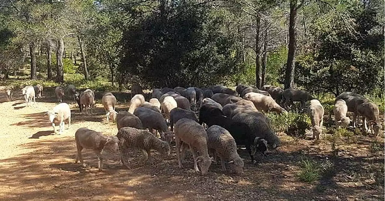 Ceyreste : un troupeau de moutons débroussaille la colline