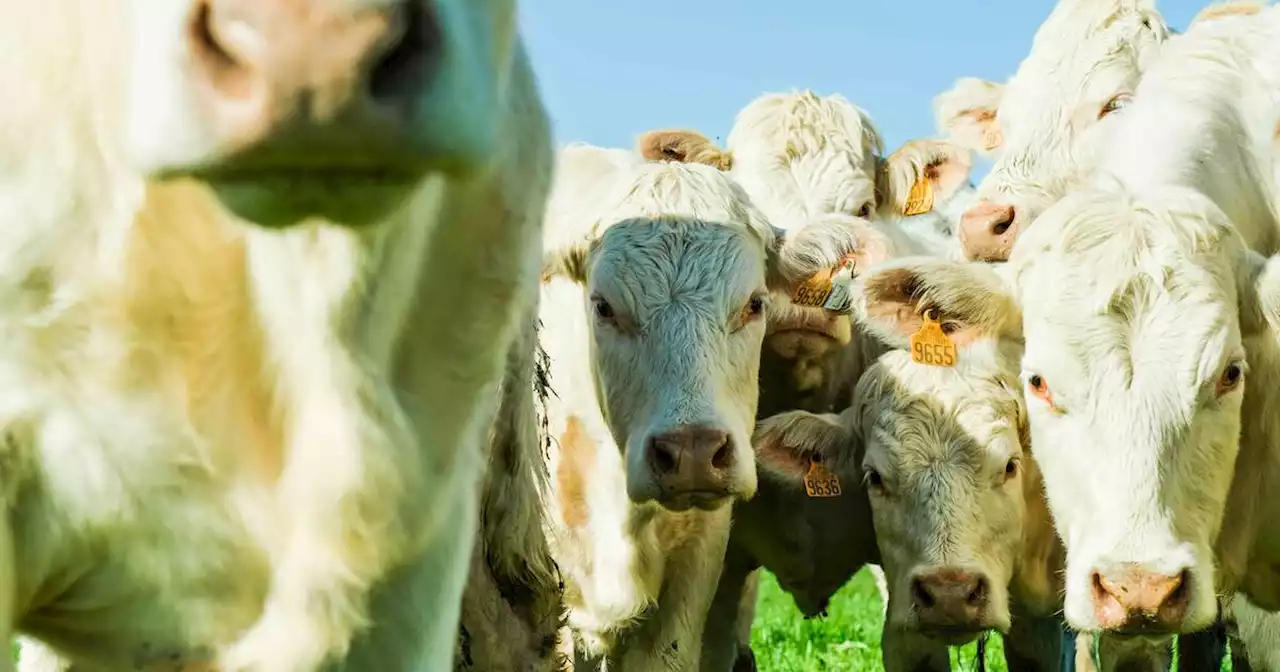 Climat : la Cour des comptes appelle la France à élever moins de vaches