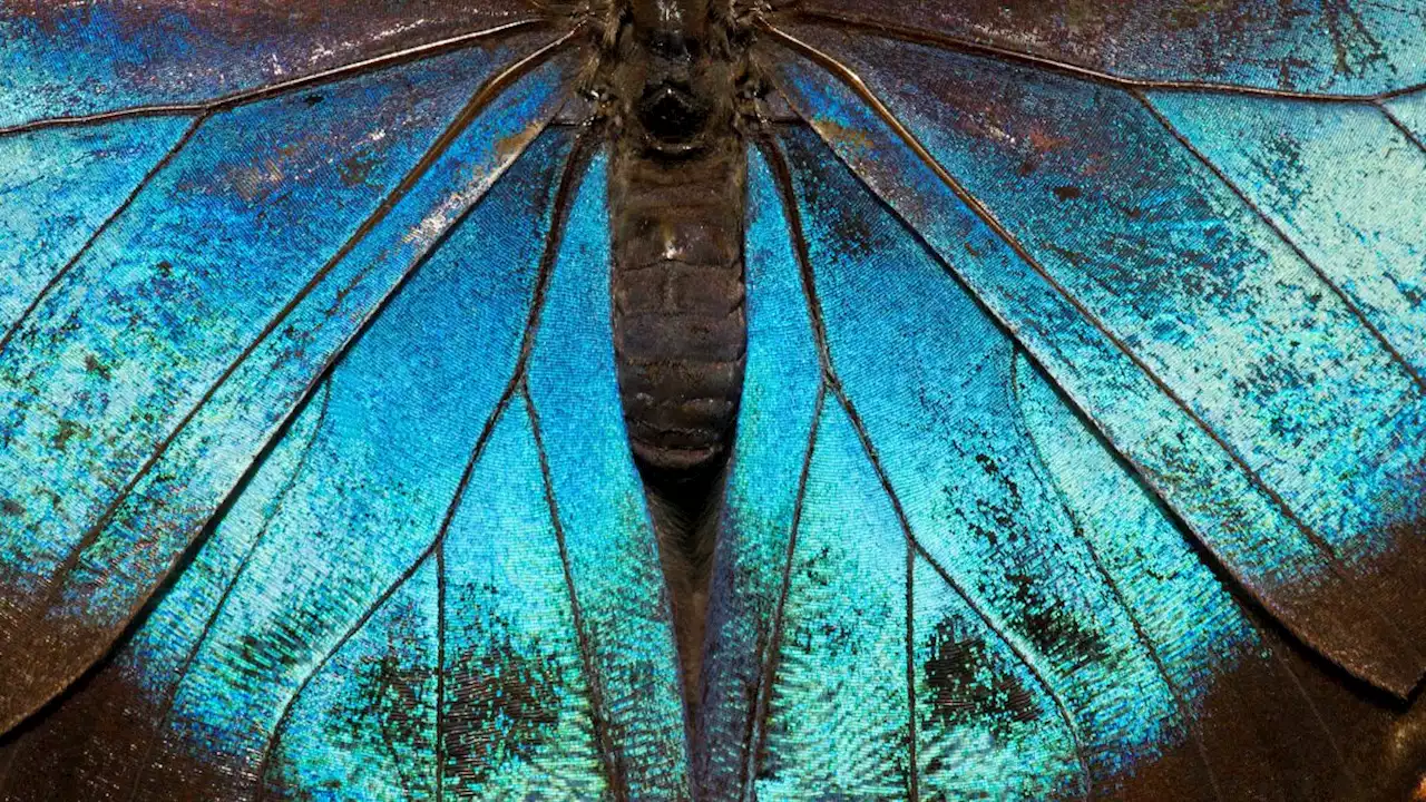 All butterflies evolved from ancient moths in North America 100 million years ago