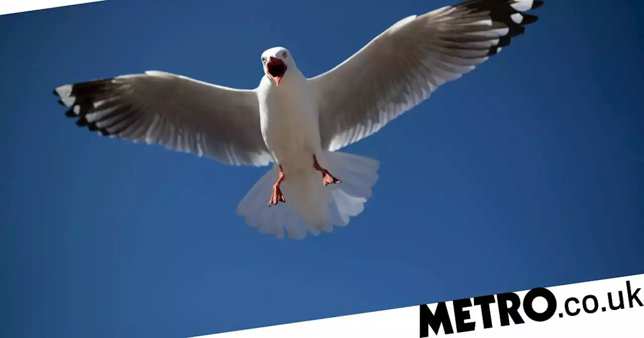 Seagulls ‘high on spice’ after making off with stashes of drugs