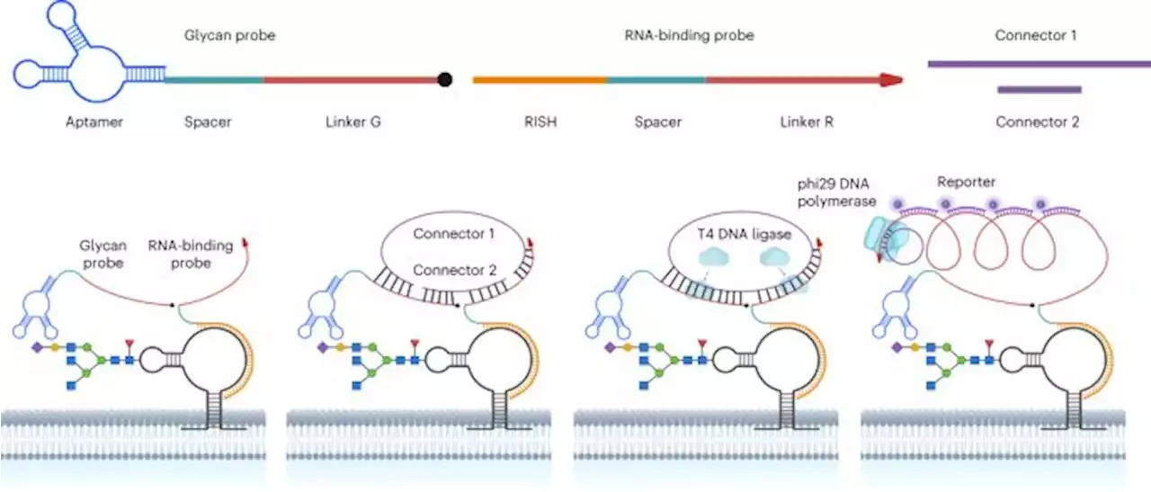 Spatial imaging of glycoRNA in single cells with ARPLA - Nature Biotechnology