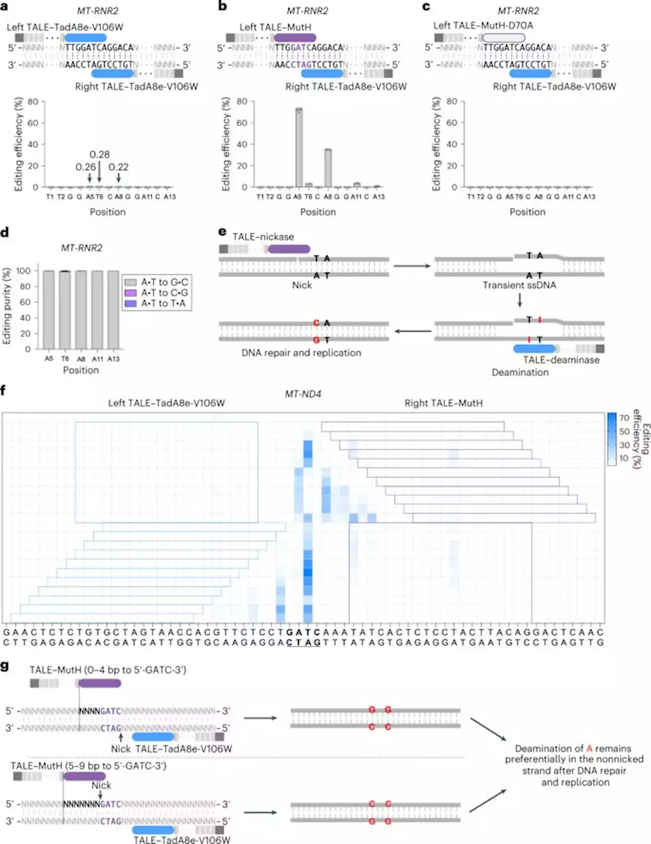 Strand-selective base editing of human mitochondrial DNA using mitoBEs - Nature Biotechnology