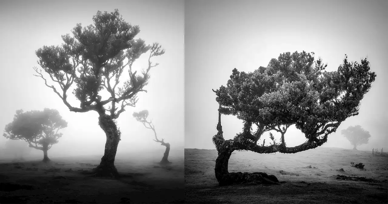 Photographing the Fanal, Madeira's Huge and Ancient Laurel Cloud Forest