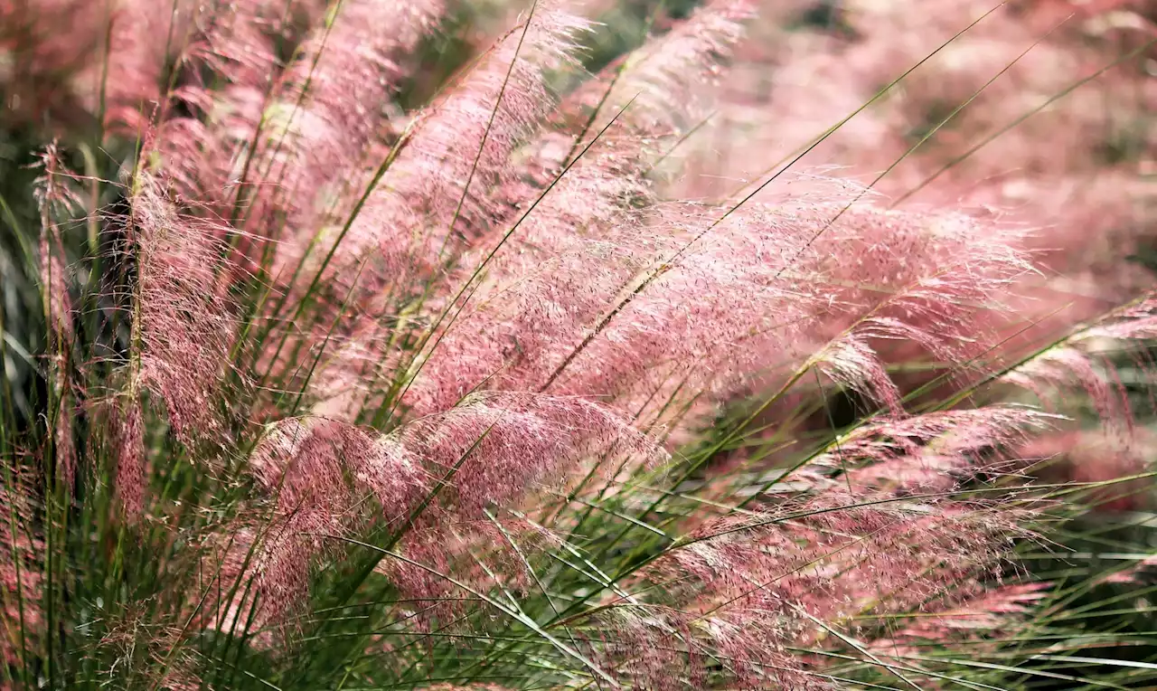 9 native grasses that will revitalize your sad, water-wasting lawn