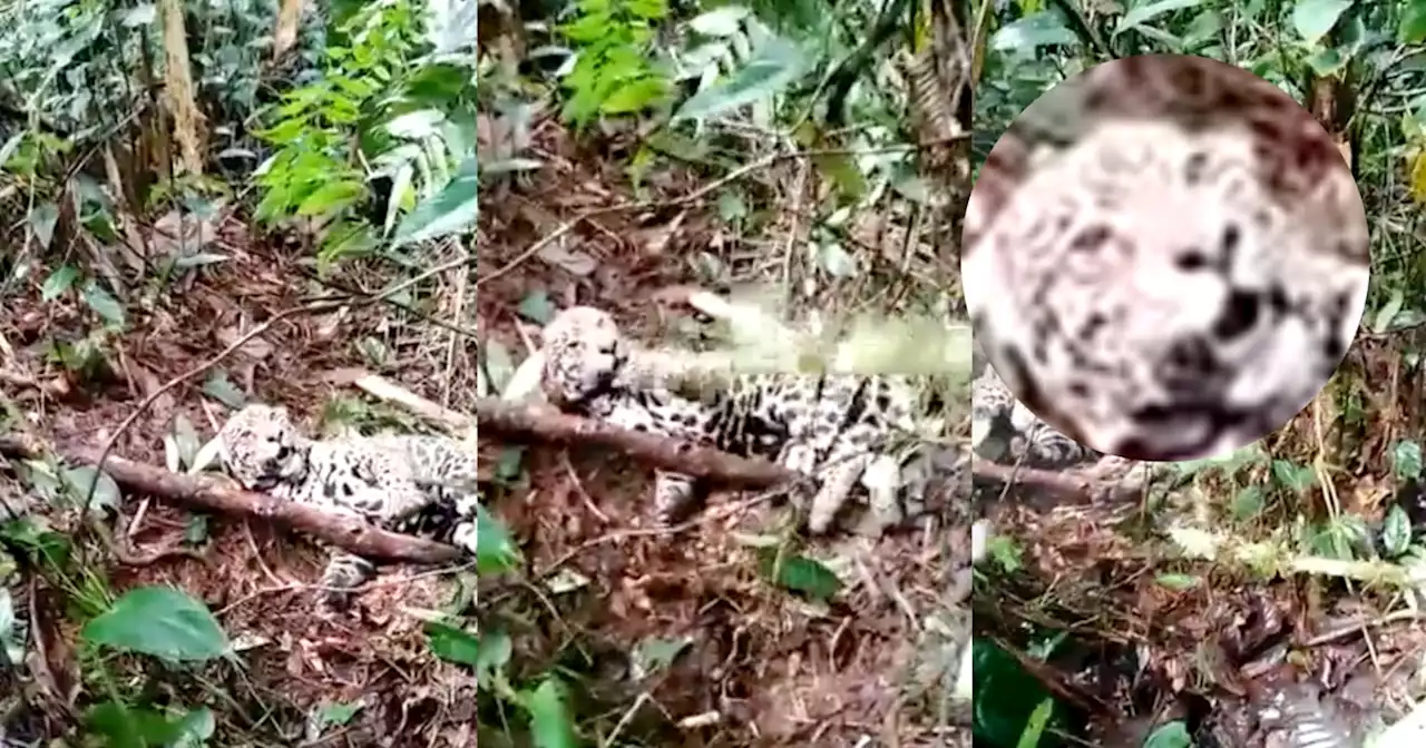 (VIDEO) Desgraciados: Asesinaron un Jaguar dándole balazo en la cabeza, en Ituango, Antioquia