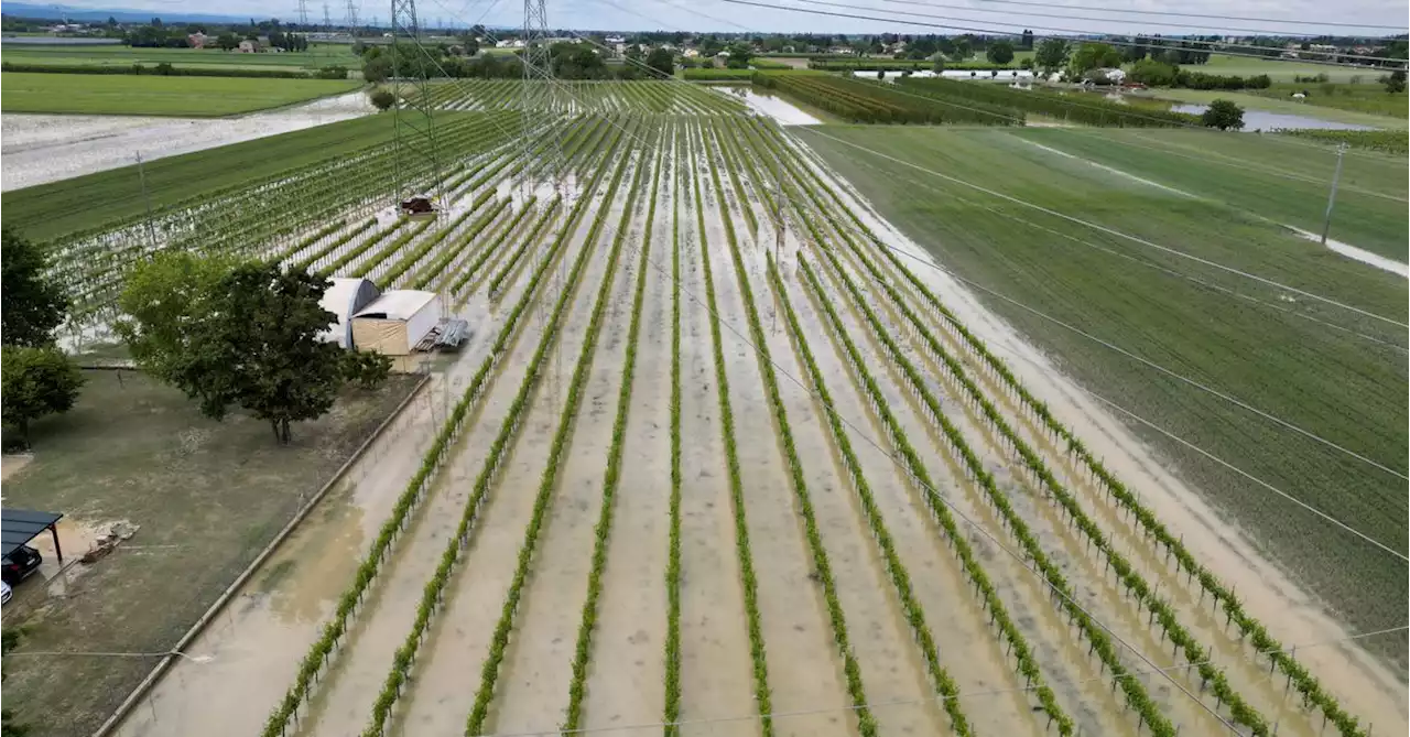 Fruit harvest faces ruin after floods hit Italy's Emilia-Romagna