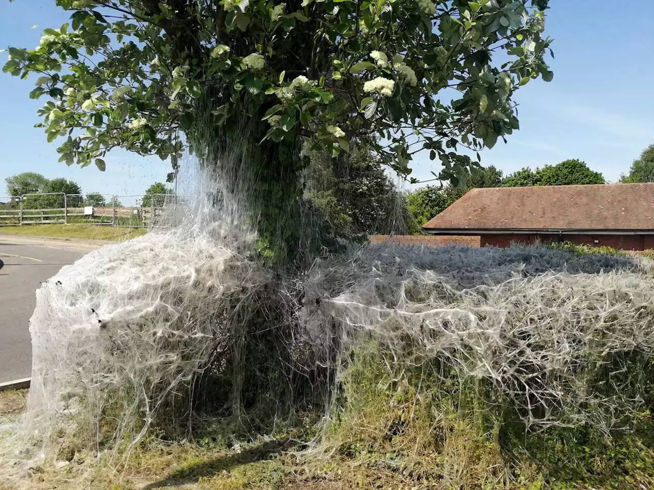 Hungry caterpillars return to Shrewsbury and cover roundabout in stunning silk - again