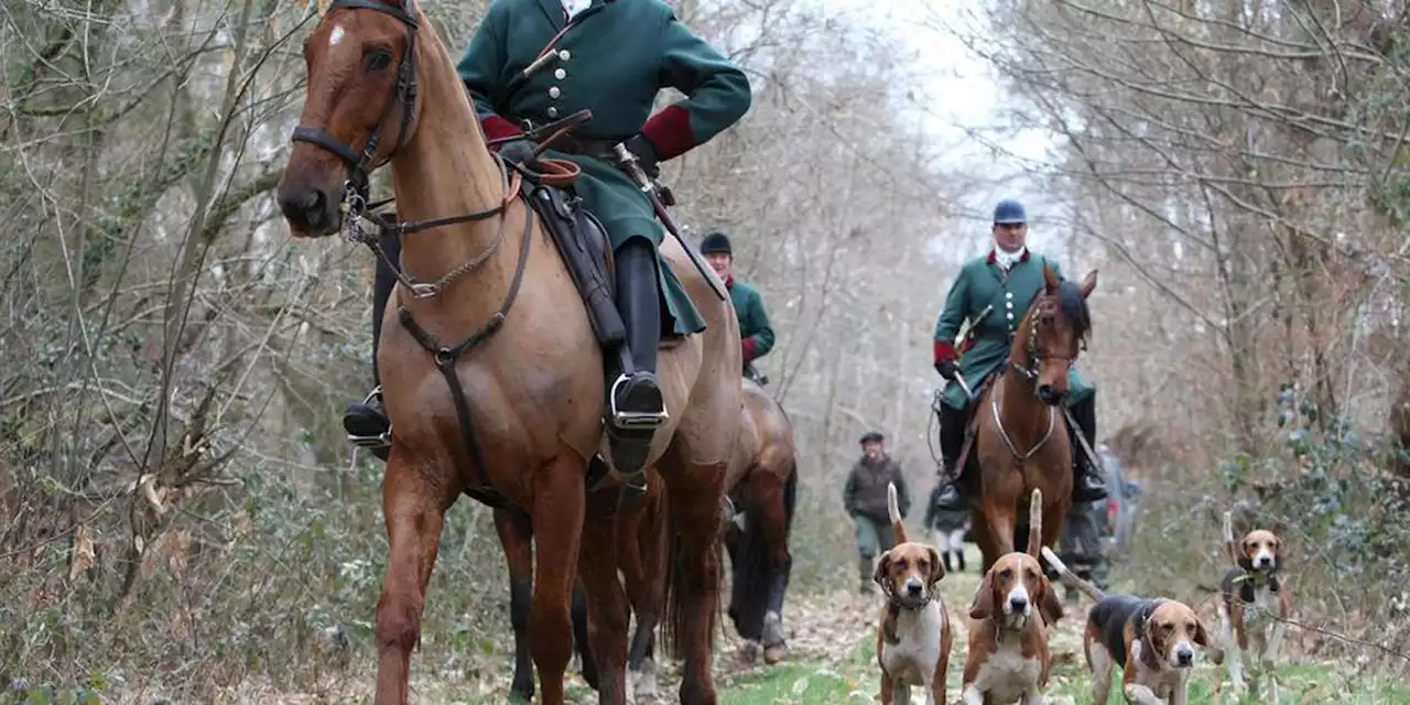 Chasse à courre : un équipage avait poursuivi un cerf dans une gare, un prévenu rejette la faute sur l’animal