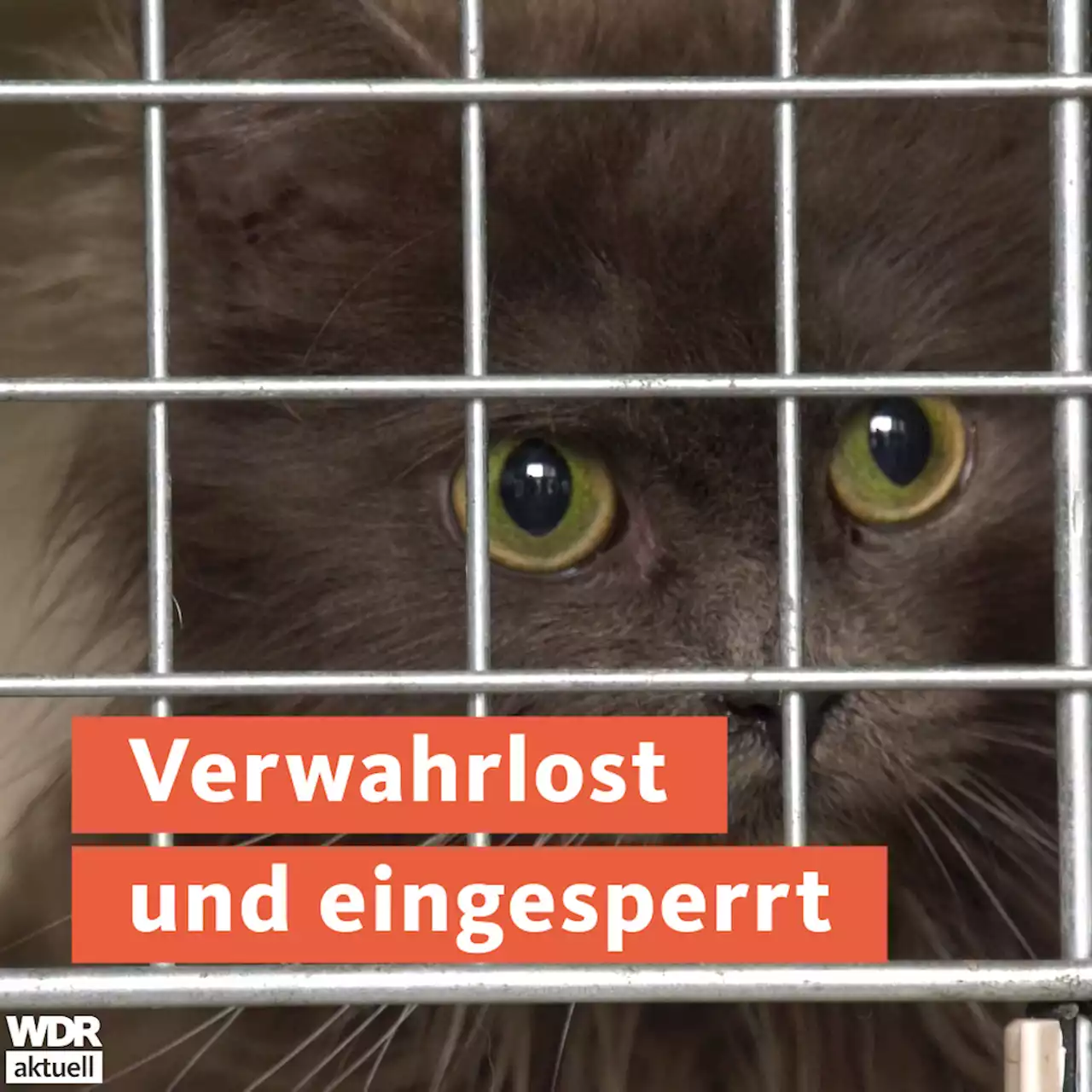 Rund 100 verwahrloste und tote Katzen in Lippstädter Wohnhaus