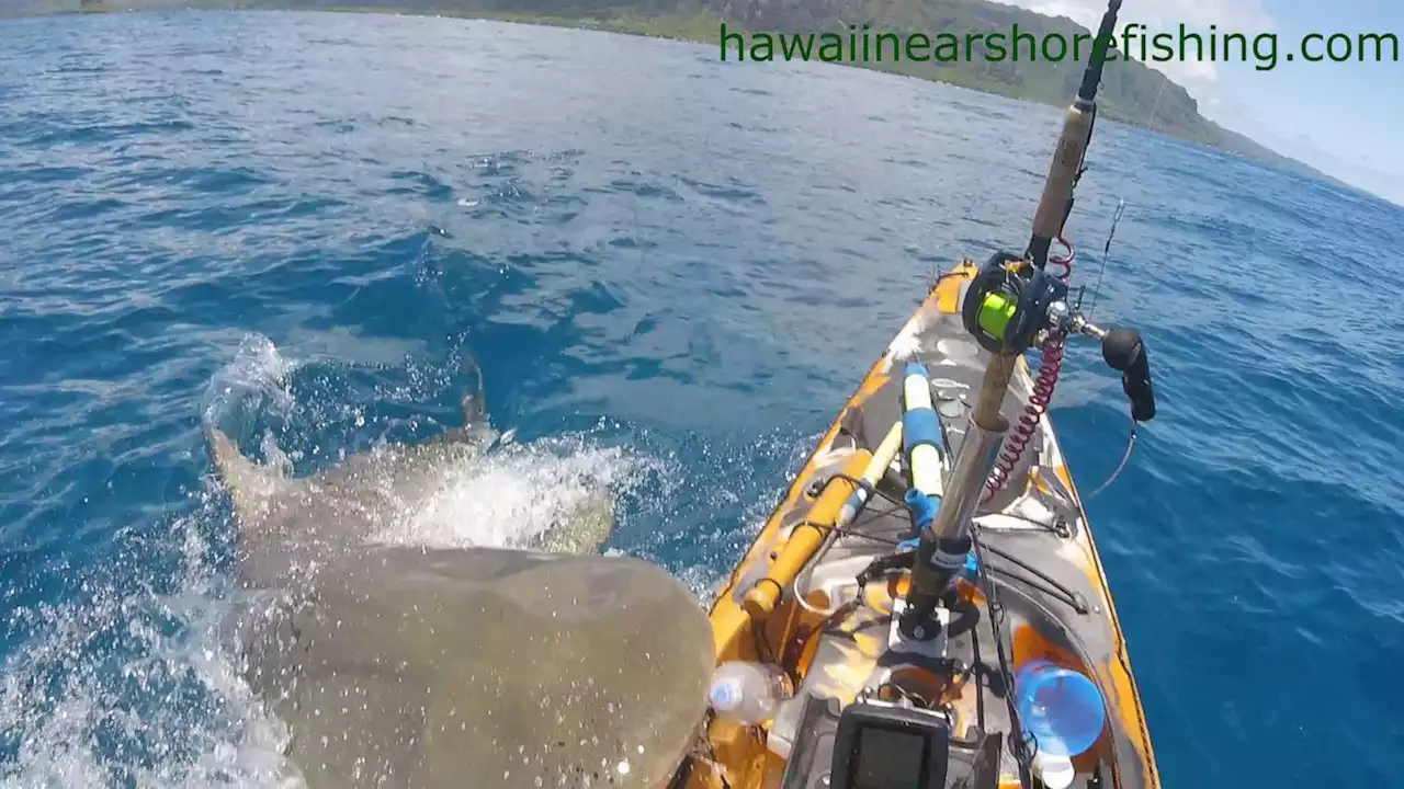 Shark attacks fisherman in kayak off the coast of Hawaii