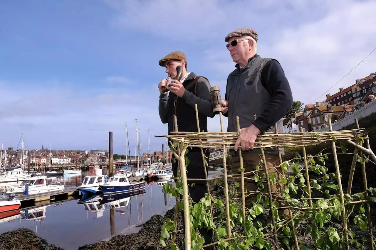 Penny Hedge: The Yorkshire seaside town tradition that has stood the test of time