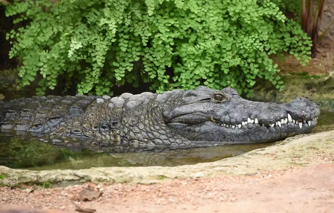 A Bergerac, le crocodile recherché dans la Dordogne était en fait un faux