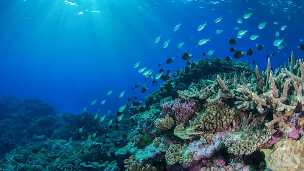 Scientists take a look into the deep with online mapping tool revealing marine life on ocean floors