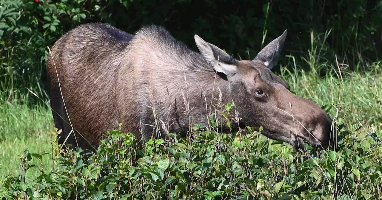 Anchorage attorney files lawsuit to stop proposed Kincaid Park moose hunt