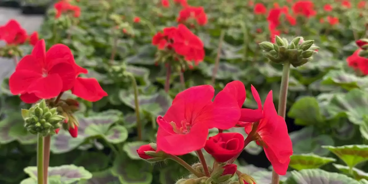 Summer flowers are in full bloom for a project dating back 30 years