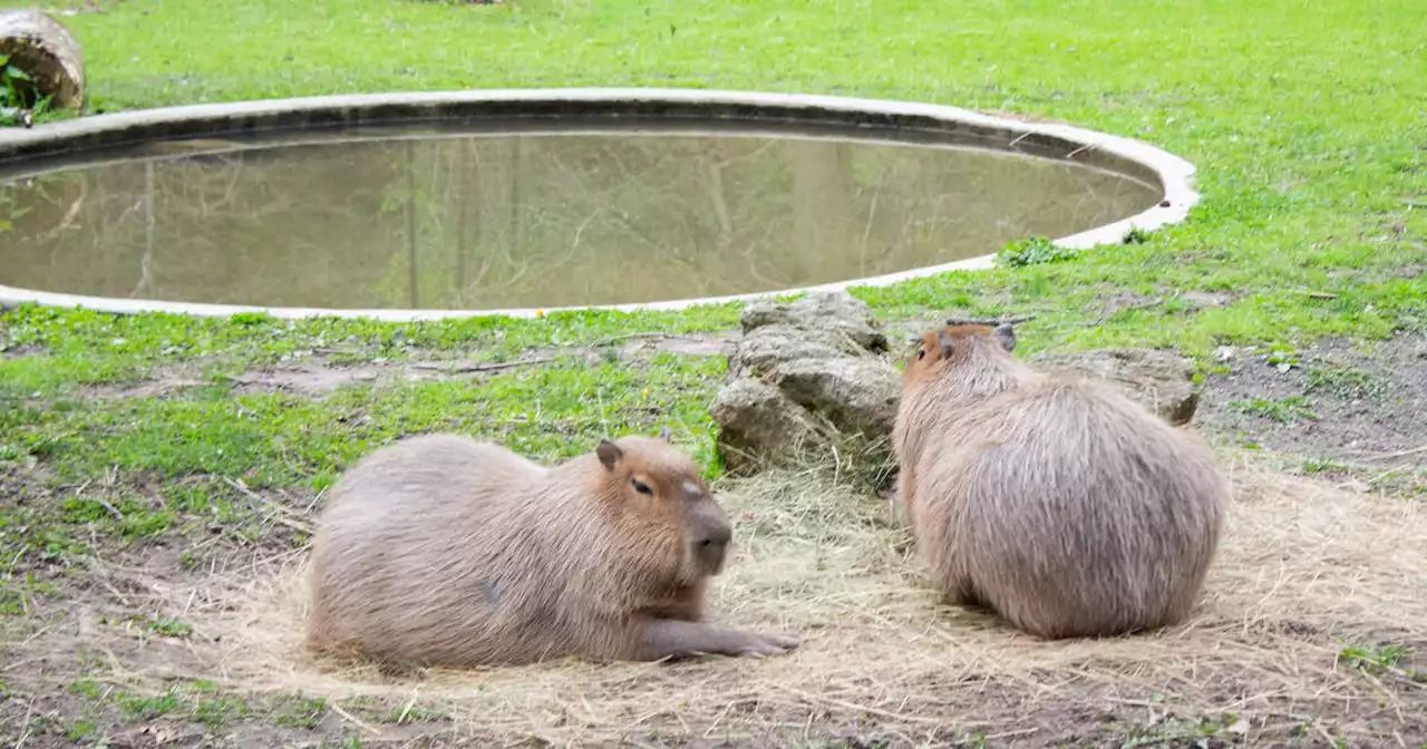 High Park Zoo is Toronto's favourite spot to see animals for free