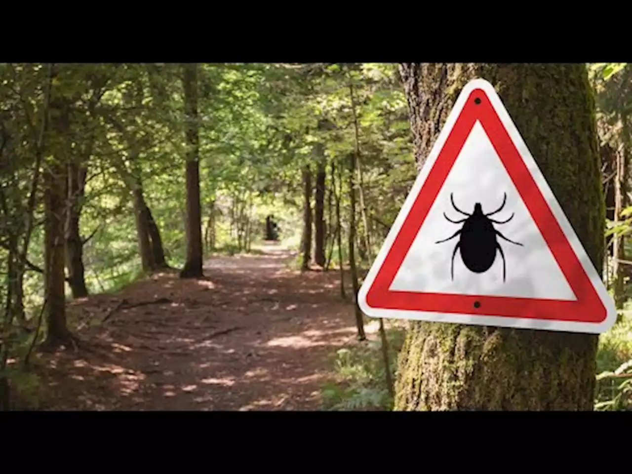 WATCH: Everything you need to know about staying safe from ticks and Lyme disease