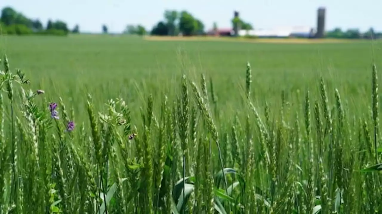 Farmers push back against Ontario bill that would put more homes on prime farmland | CBC News