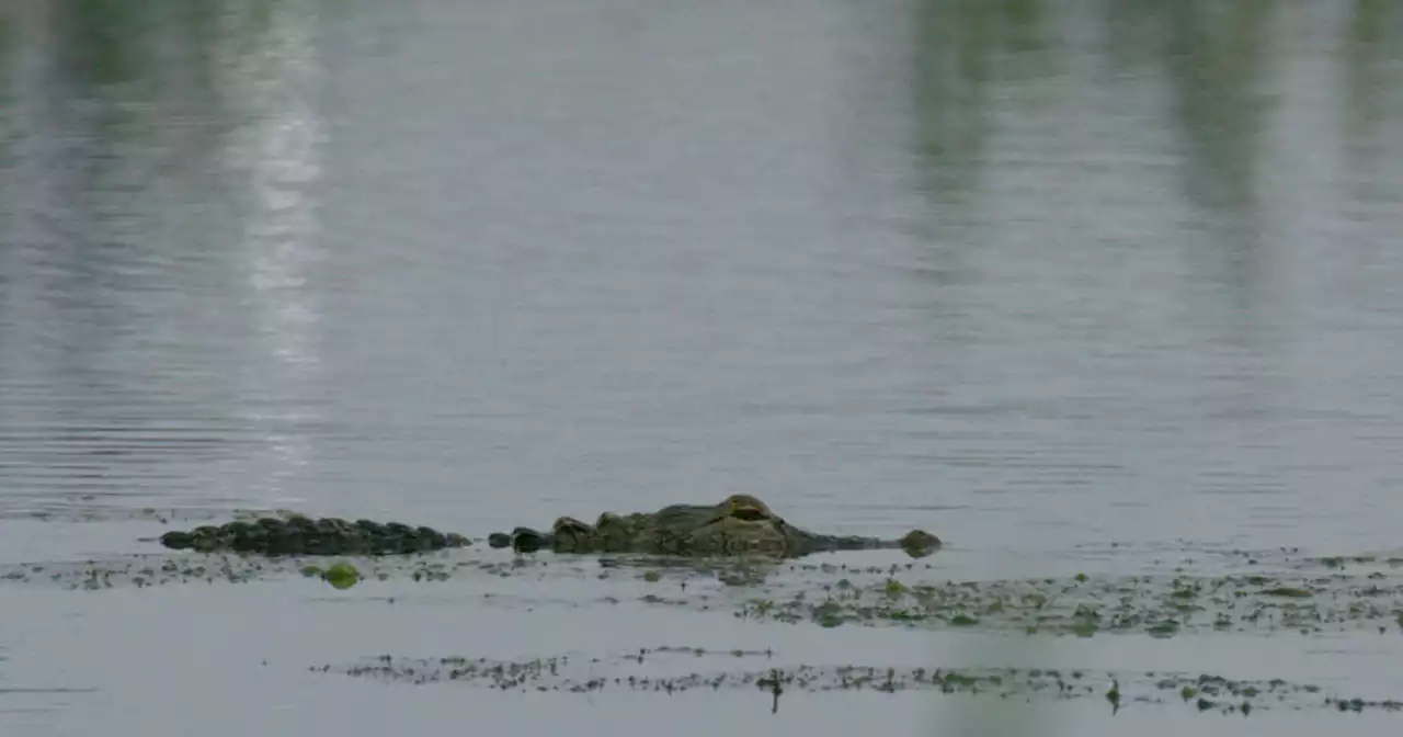 Man loses arm in alligator attack outside Florida bar