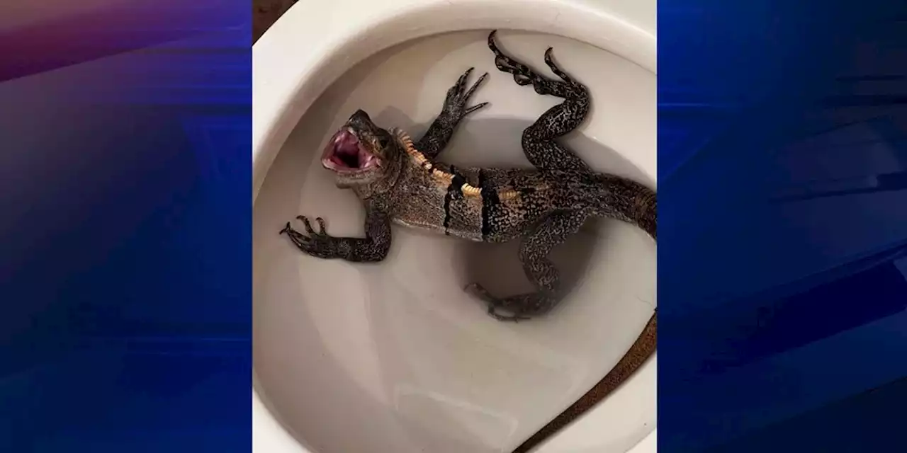 Florida man finds iguana in toilet: ‘I thought I was in Jurassic Park’