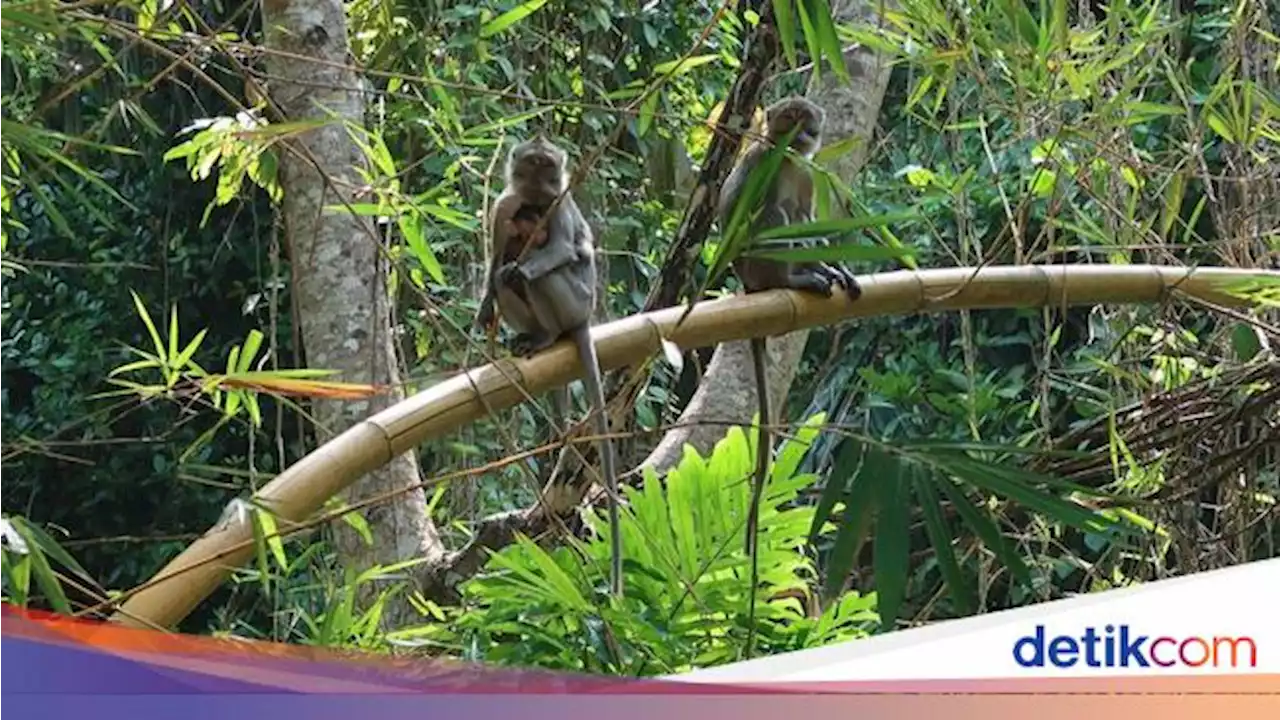 Bangor nih Kawanan Monyet di Sukabumi, Ada yang Masuk Dapur!