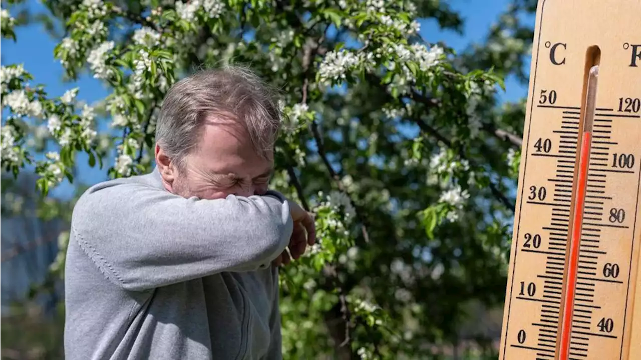 Därför kan varmare klimat göra pollenbesvären värre