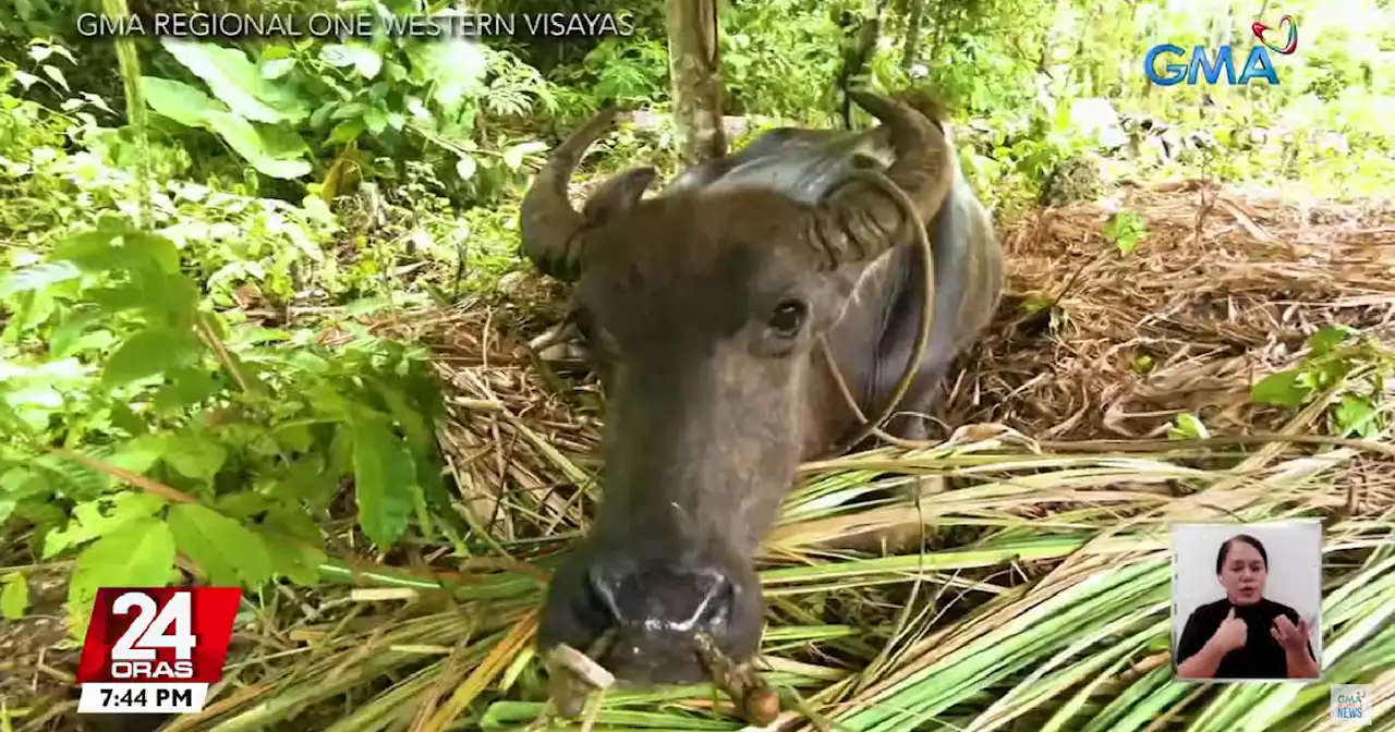 Carabao falls into 10-feet deep hole in Negros Occidental, gets rescued after 5 hours