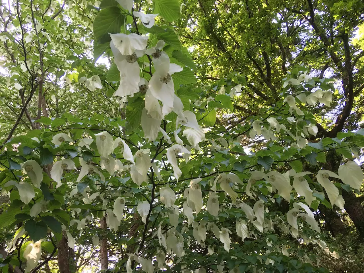 Nu blommar näsduksträden i Botaniska trädgården