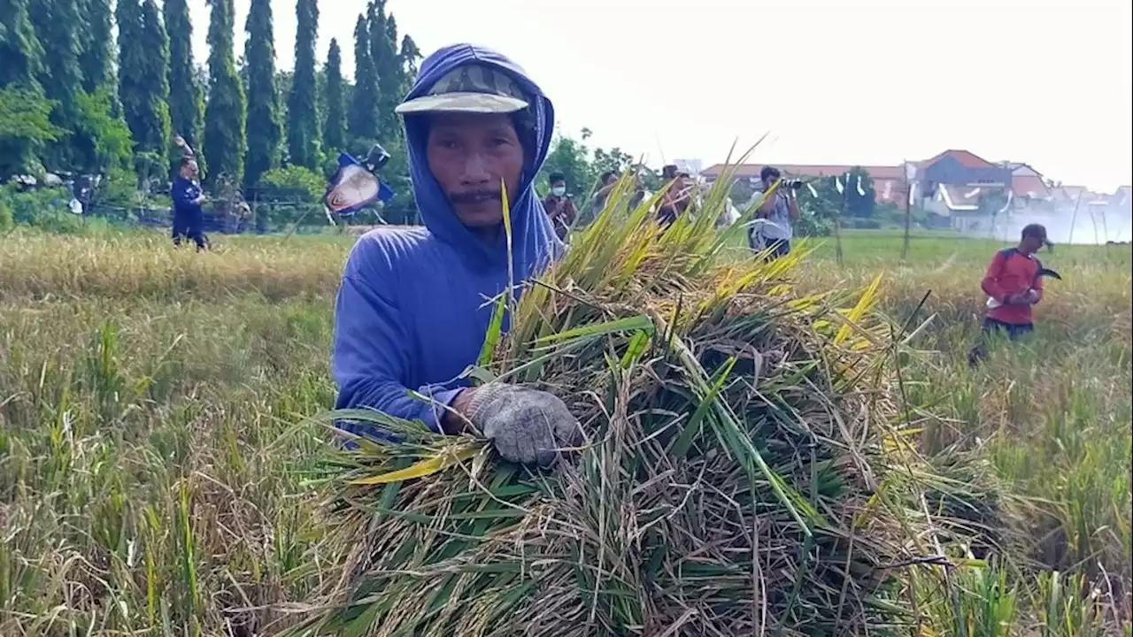 Ujian El Nino untuk Indonesia