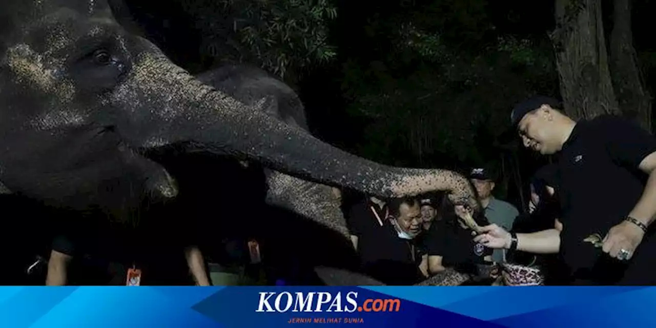 Surabaya Night Zoo Bakal Dibuka Awal Juni 2023