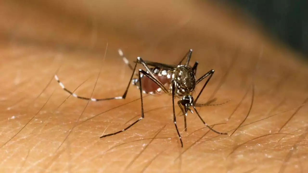 What mosquitoes are most attracted to in human body odor is revealed