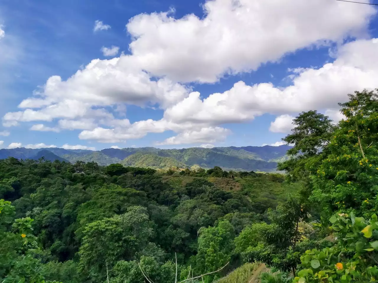 Foresta verde | Piantare un milione di alberi entro il 2025 per mitigare il cambiamento climatico - Linkiesta.it