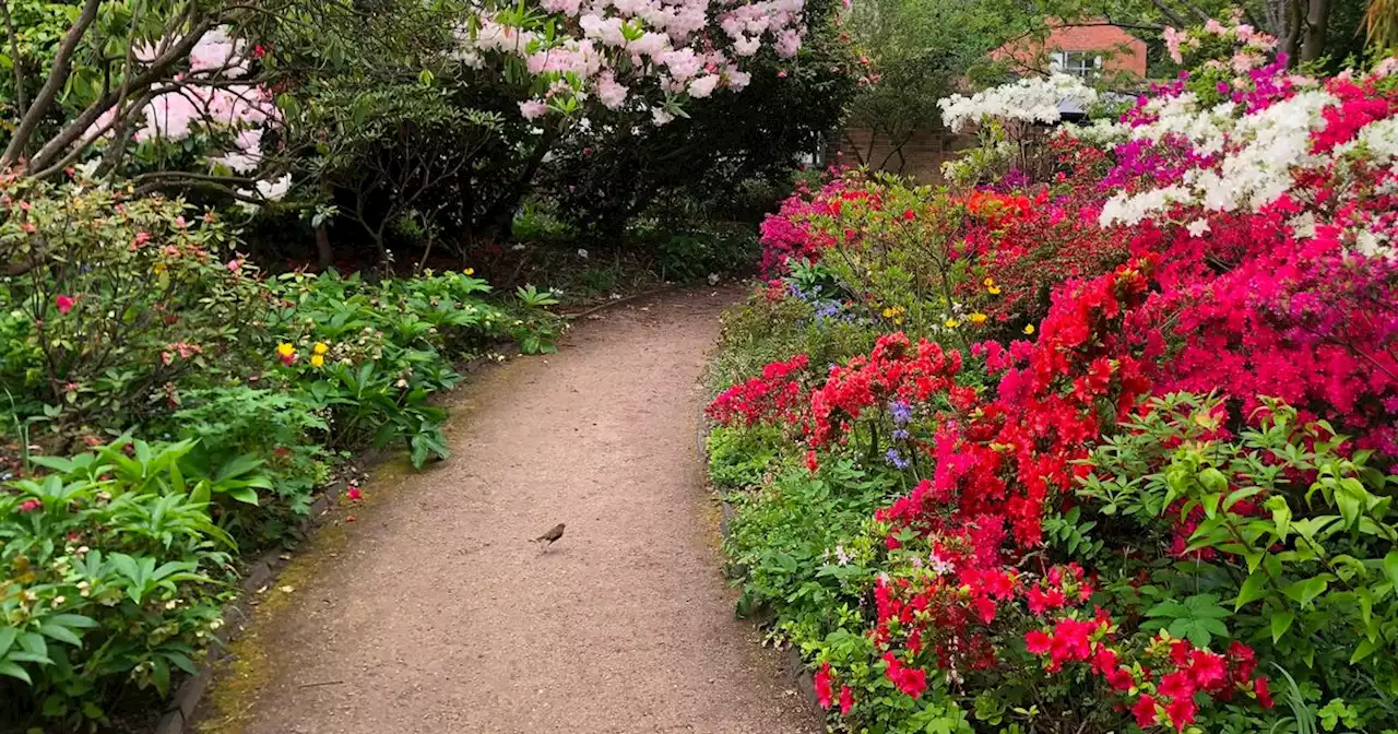 The beautiful garden in south Manchester hidden behind a tall wall