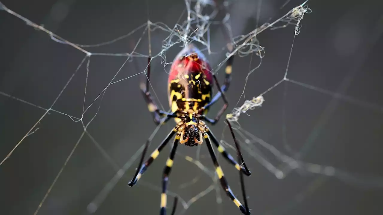 Turns out that huge spider invading the U.S. is incredibly ... shy?