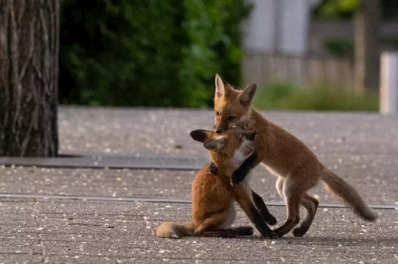 Pictures of Fox Family Seen in Millennium Park Go Viral