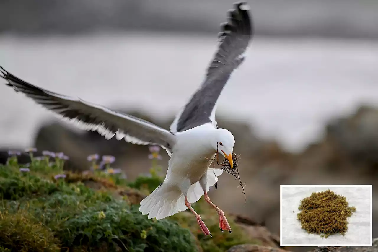 Swooping seagulls steal drugs, get stoned: ‘Turns them into psycho gulls’