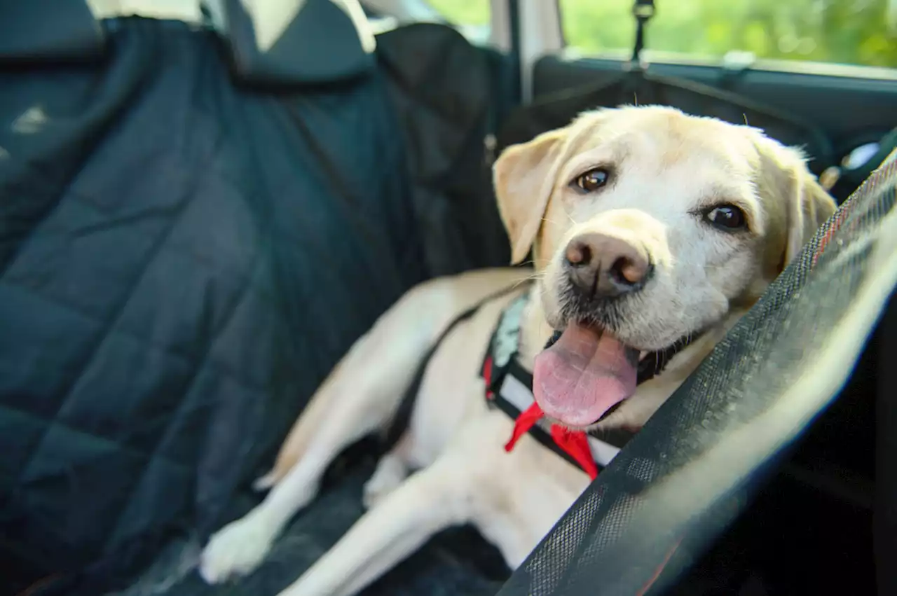 Todesfalle Auto – lassen Sie Ihren Hund nicht im Auto!