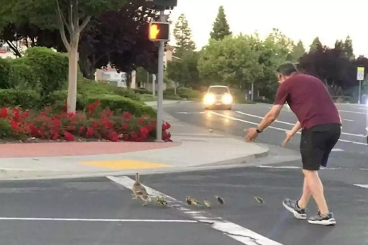 Man in US hit by car and dies moments after helping ducks across busy street