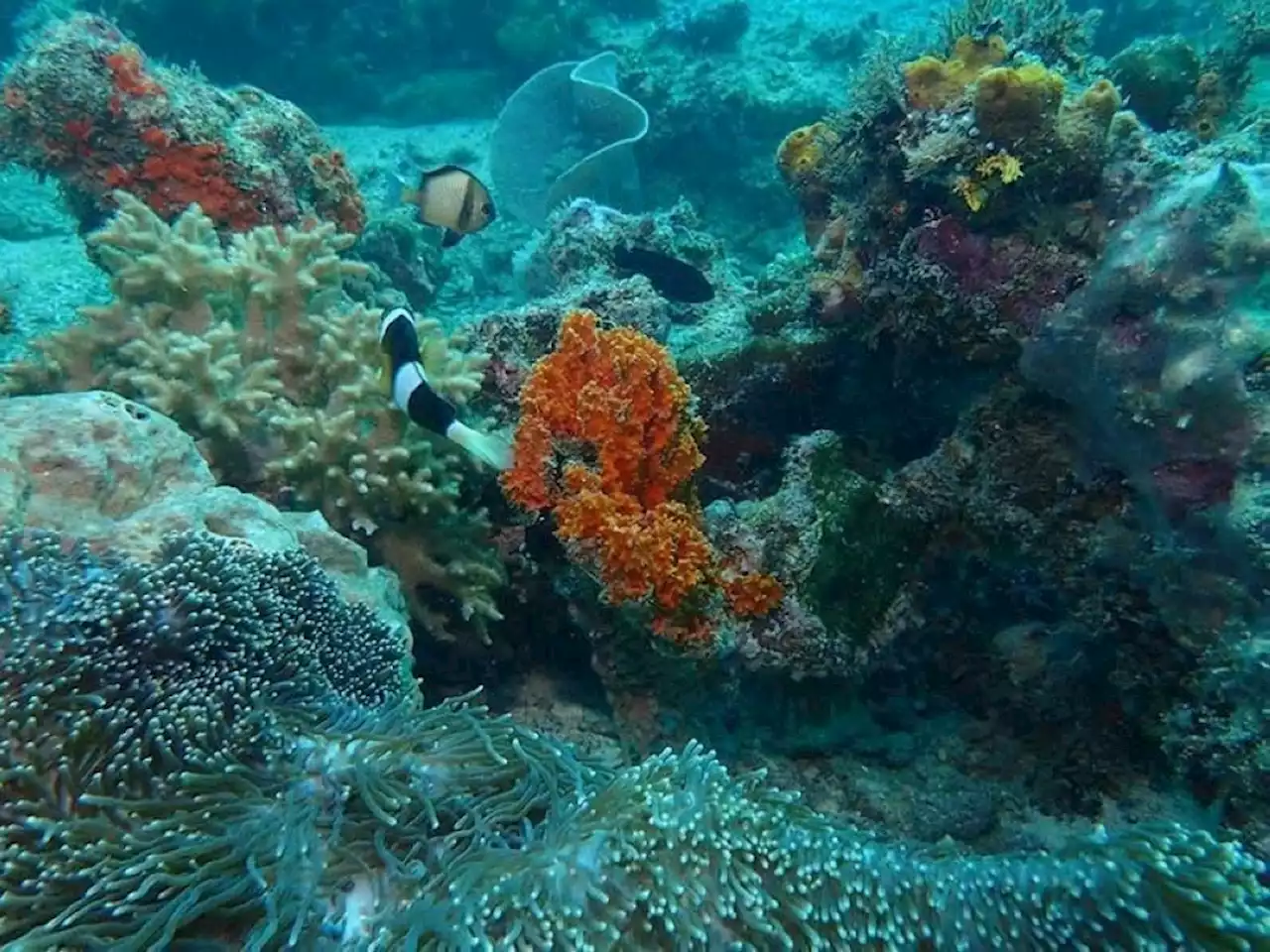 Ecoteneo underscores importance of Davao Gulf’s reefs