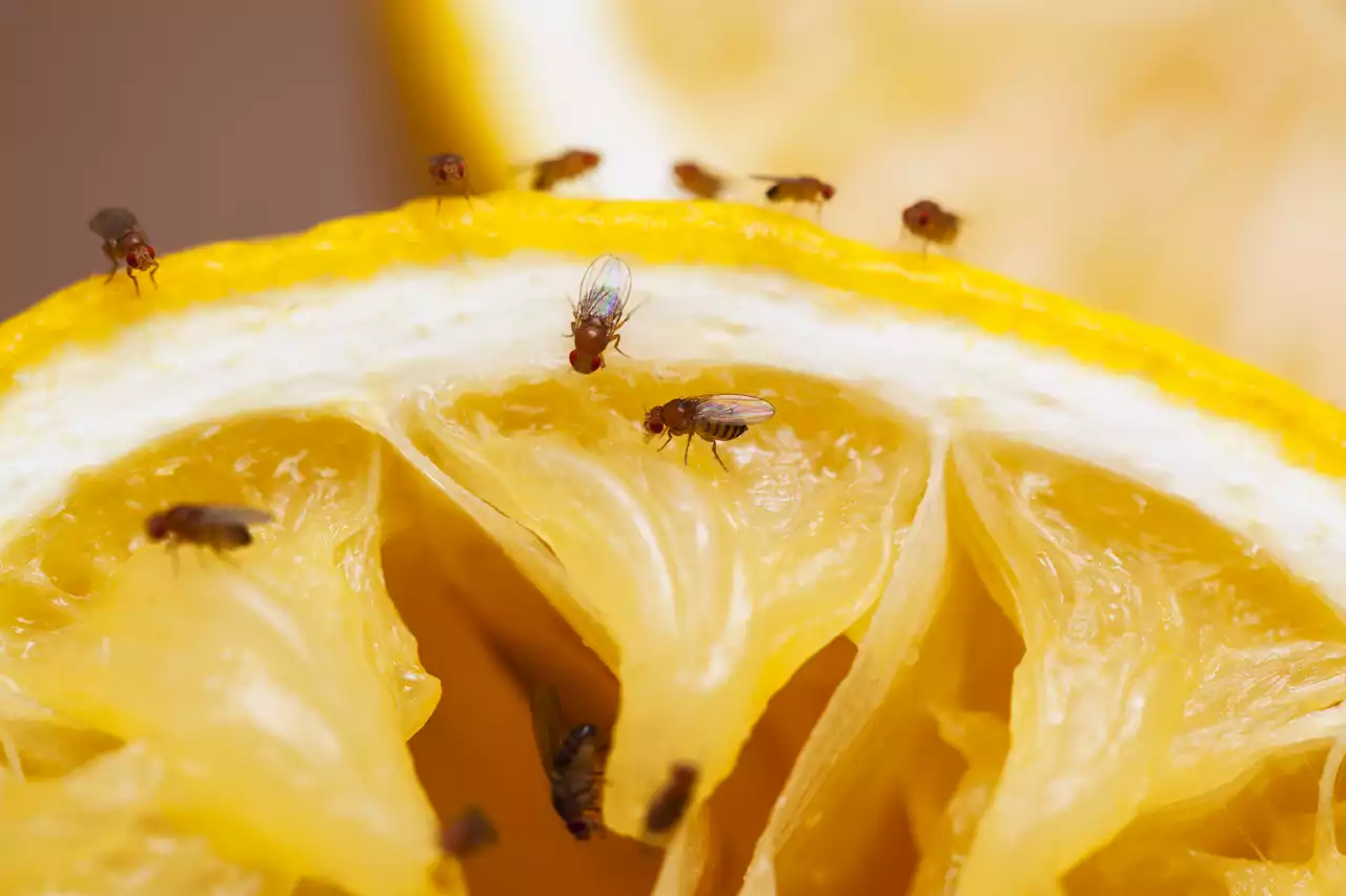 I'm a gardening guru & here's how to banish fruit flies with cupboard essentials