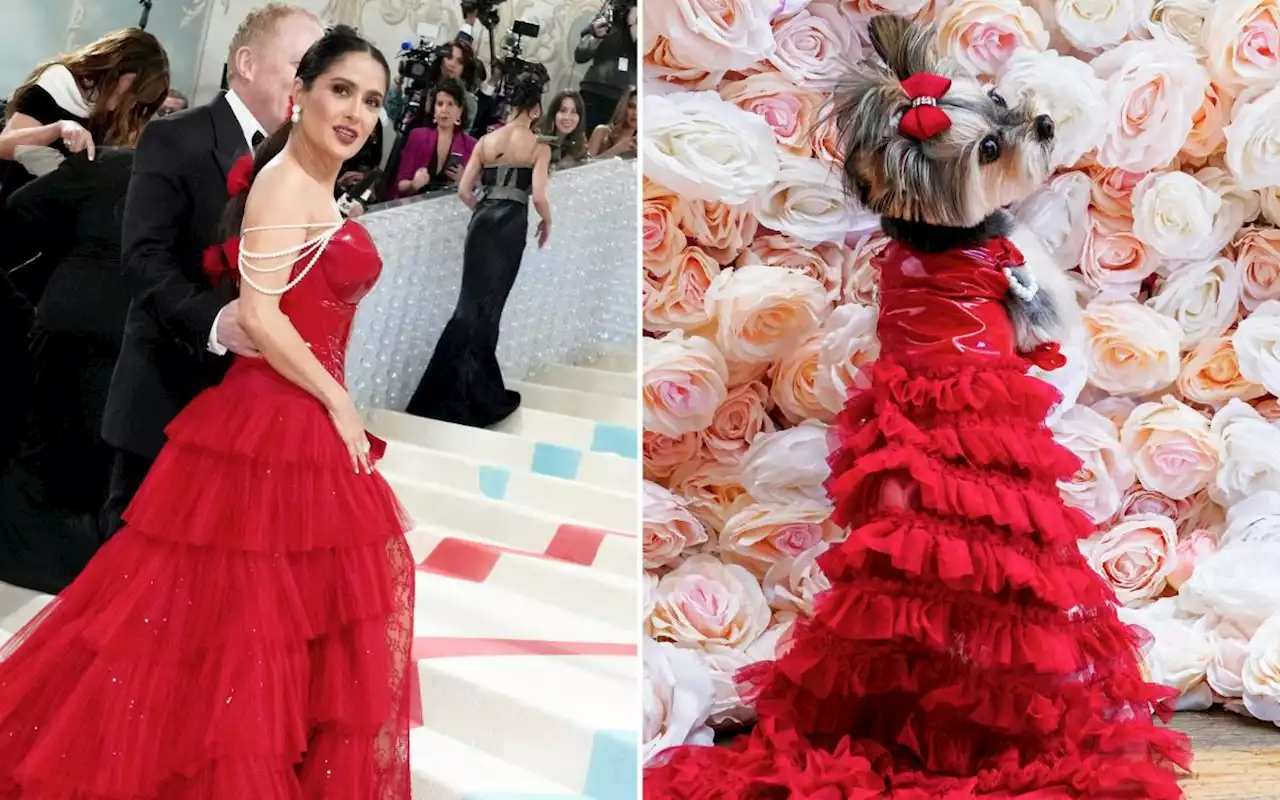 Who wore it better? Pets get the red carpet treatment in recreations of Met Gala looks