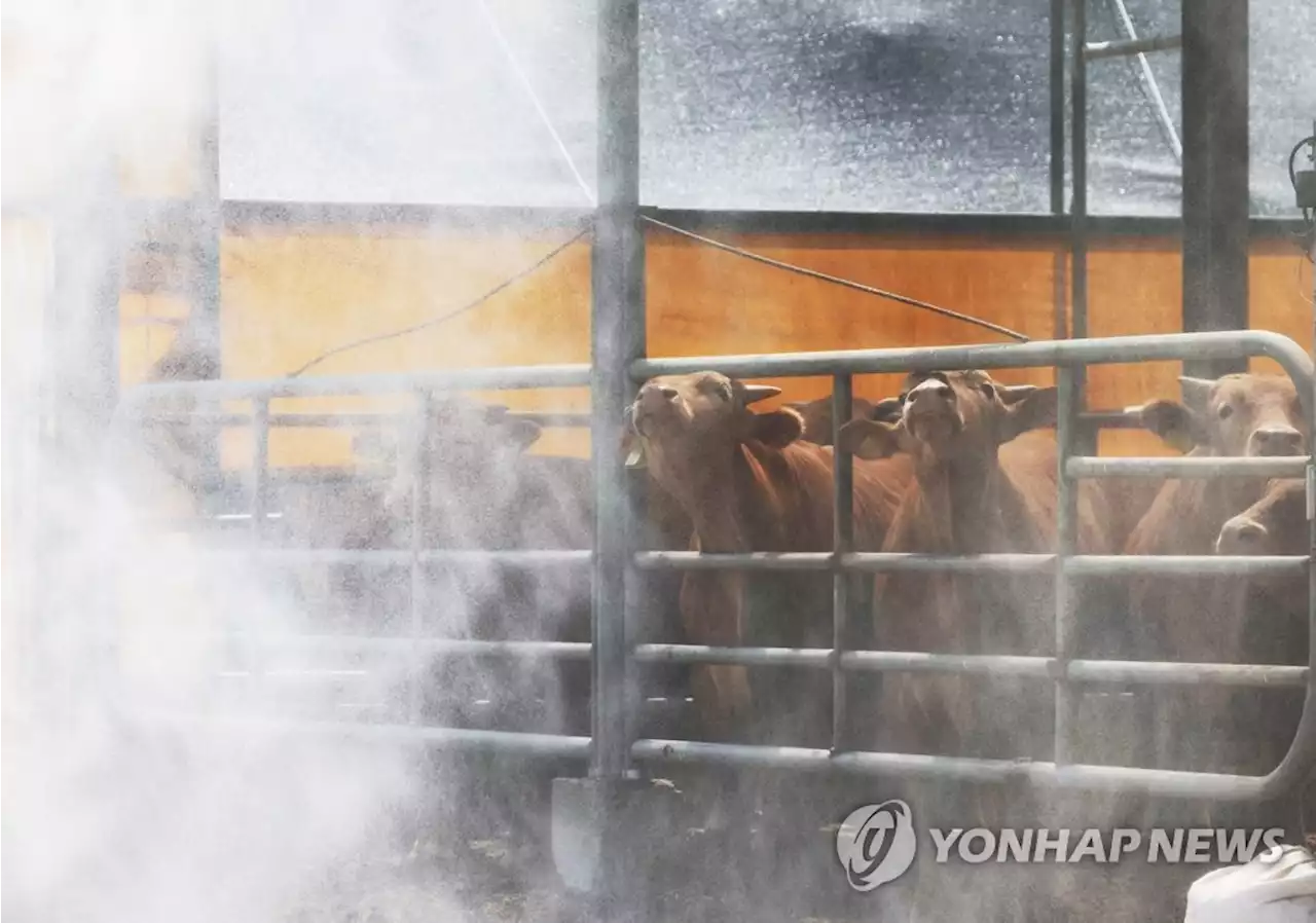 전국 최대 양돈지역 충남, 구제역 유입 방지 행정력 집중 | 연합뉴스