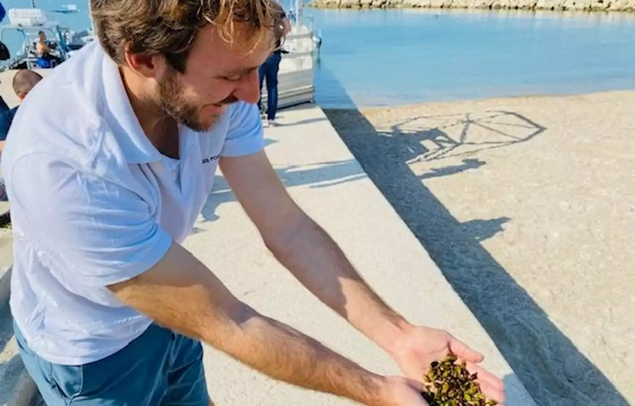 A Marseille, des graines de posidonie sont pour la première fois replantées