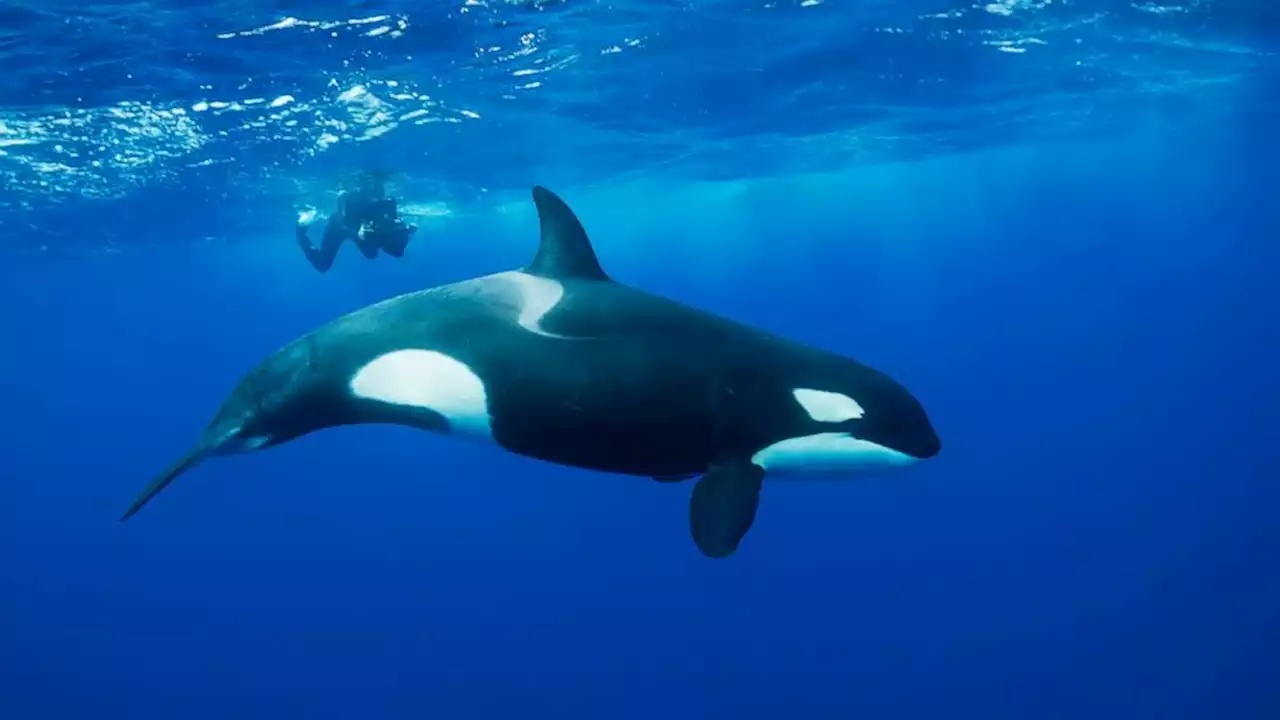 Killer whales learn 'coordinated' attacks on sailboats, some observers say