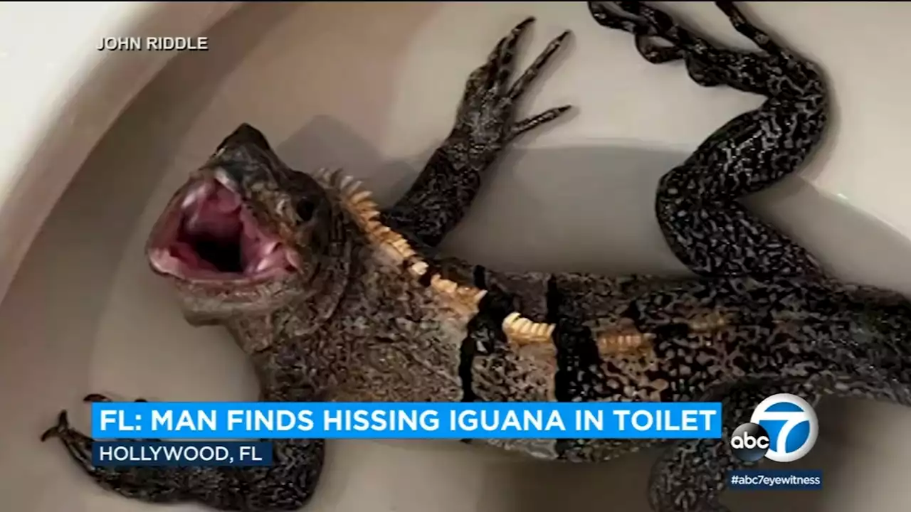 Florida man finds splashing, hissing iguana in his toilet: 'I was scared'